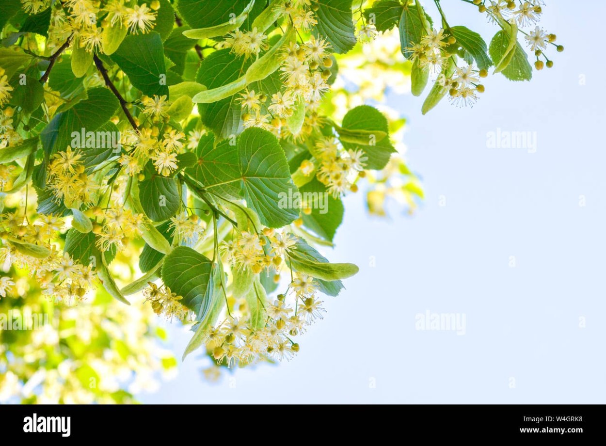 Липа дерево ветка