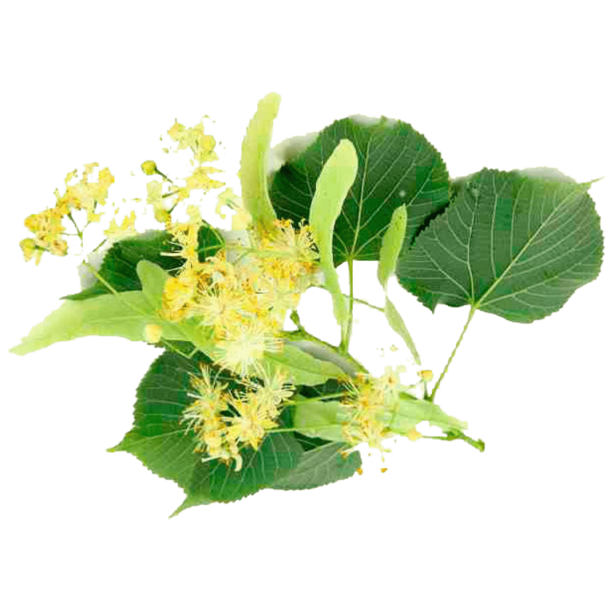 Цветение липы