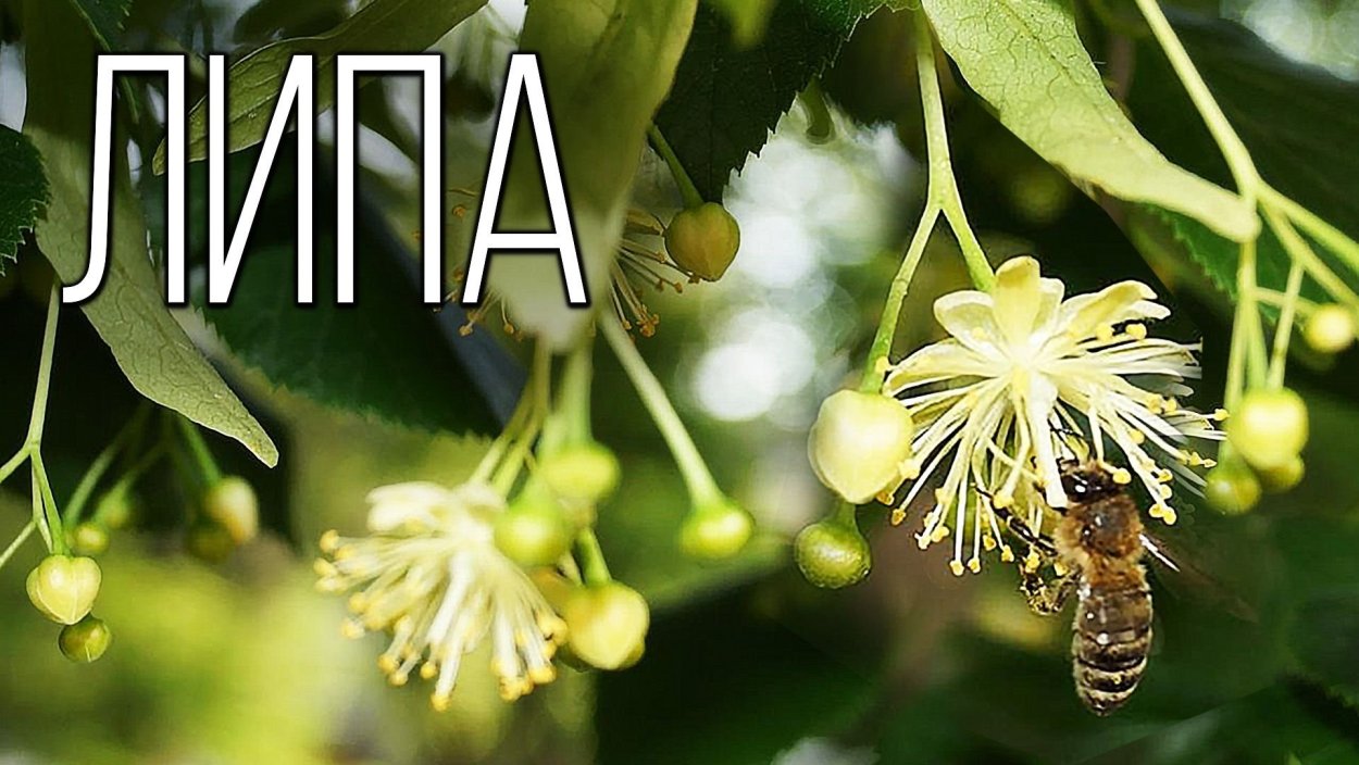 Липы цветки Красногорсклексредства