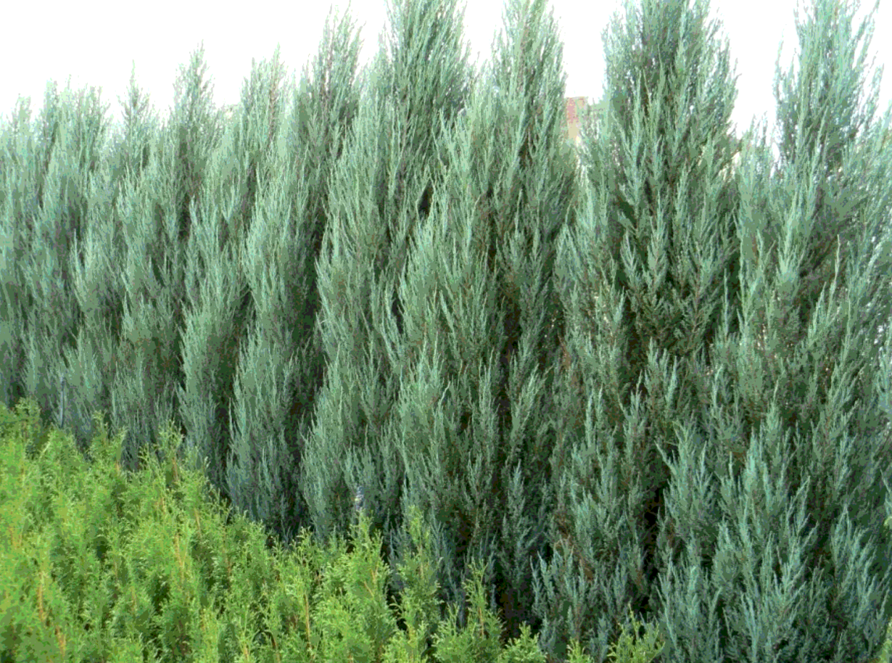 Можевельник Скай рокет