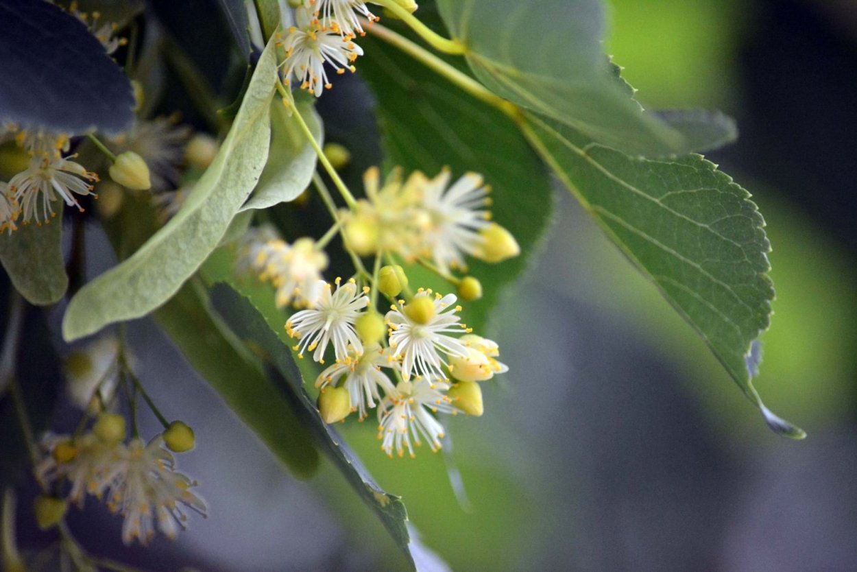 Липа мелколистная цветение