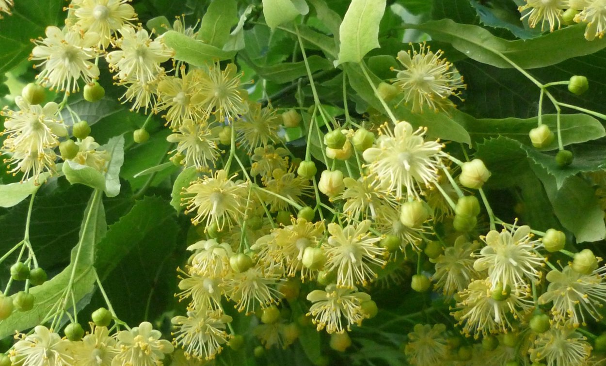 Липа цветет в Москве