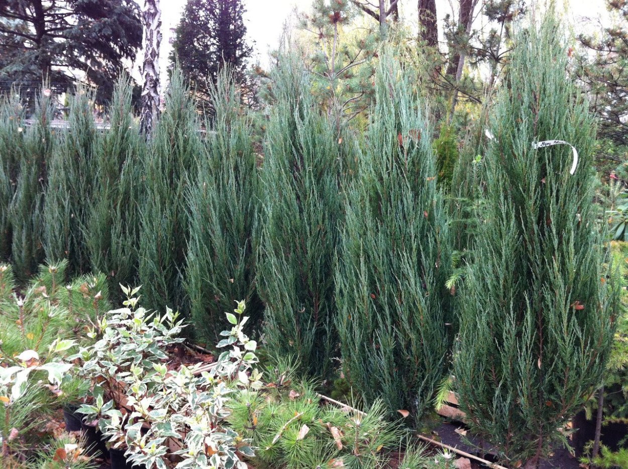 Можжевельник Хиберника Живая изгородь