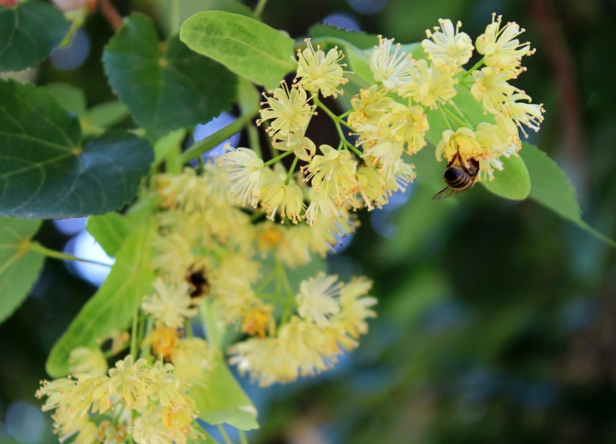 Липа цветки