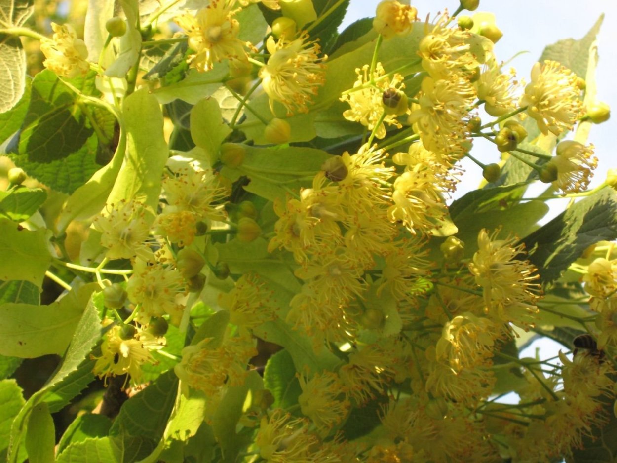 Липа мелколистная цветение