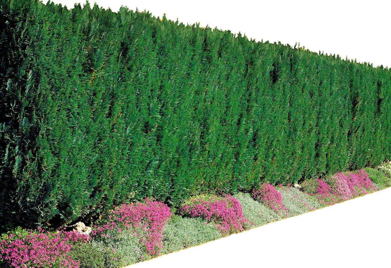 Можжевельник Блю Эрроу саженцы