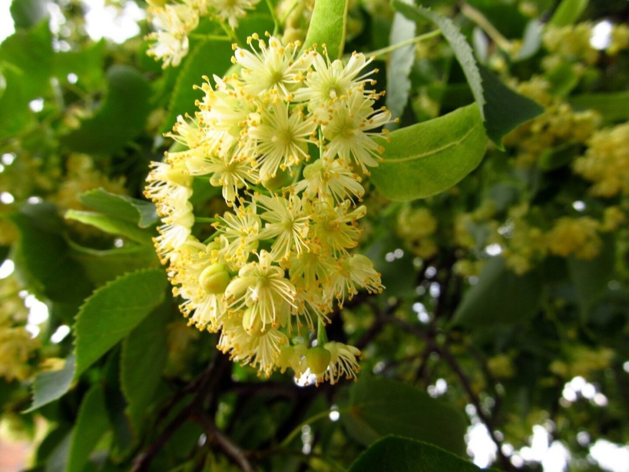 Липа мелколистная цветение