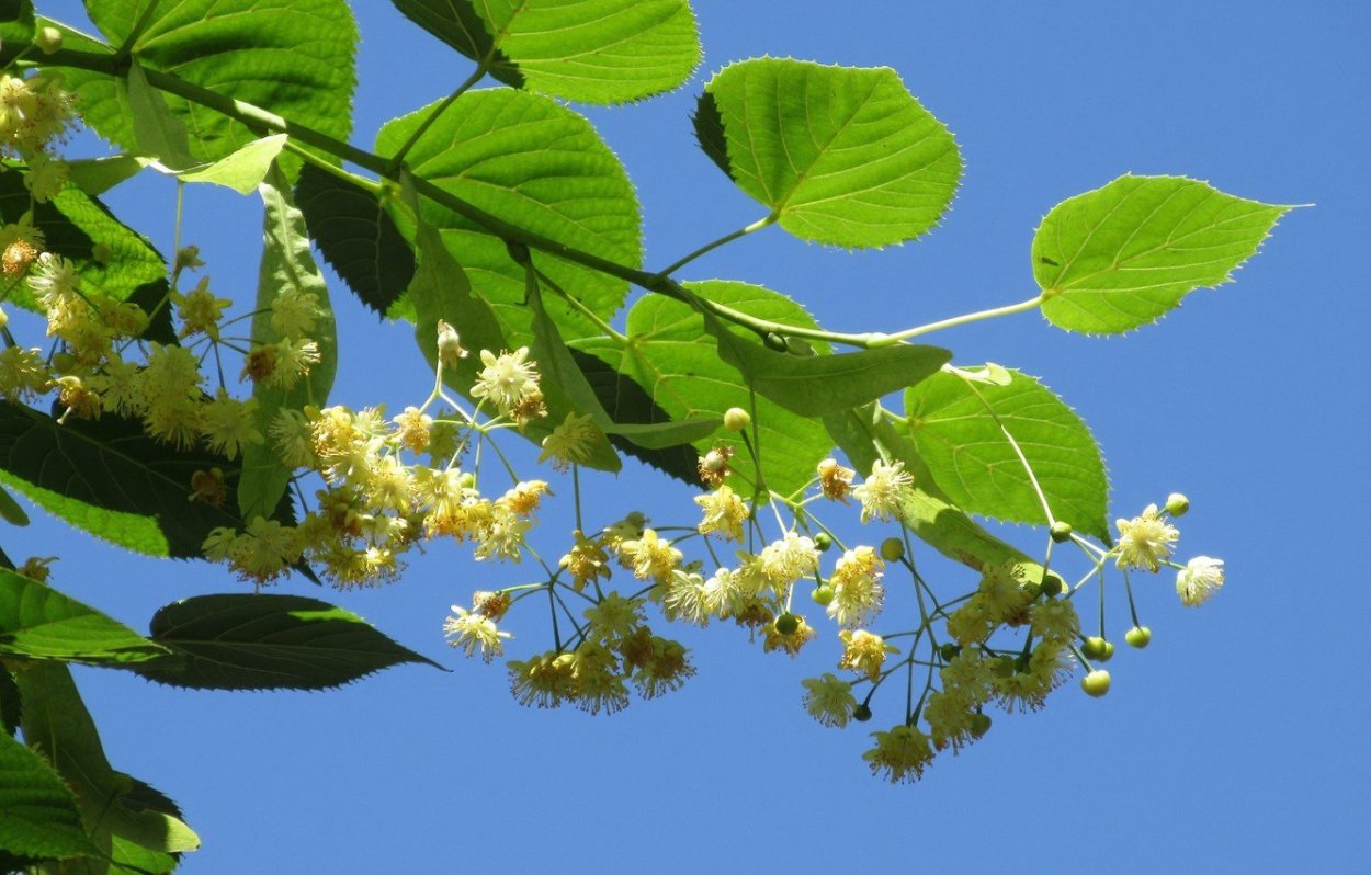 Липа Амурская