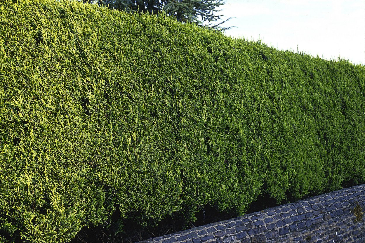 Туя Смарагд и Брабант