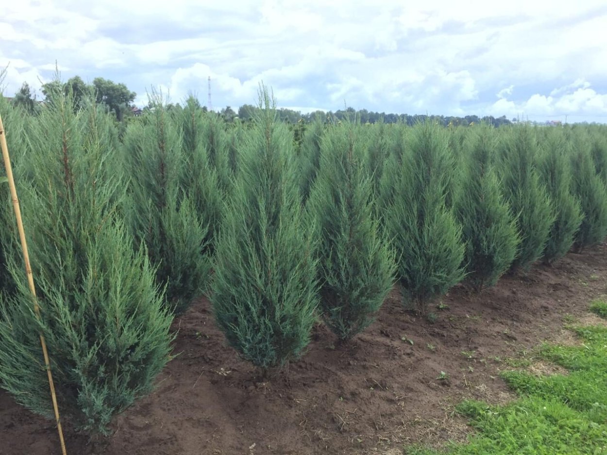 Можжевельник Хиберника Живая изгородь