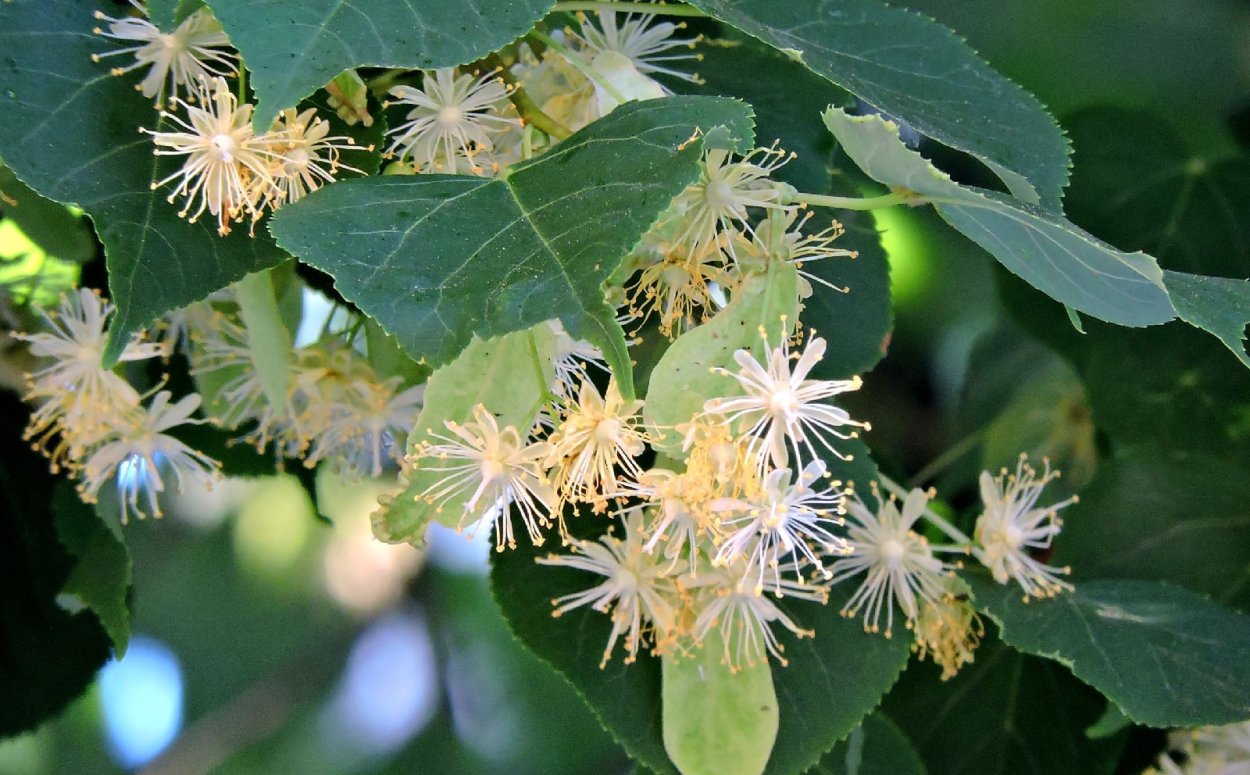 Липа липнет или нет