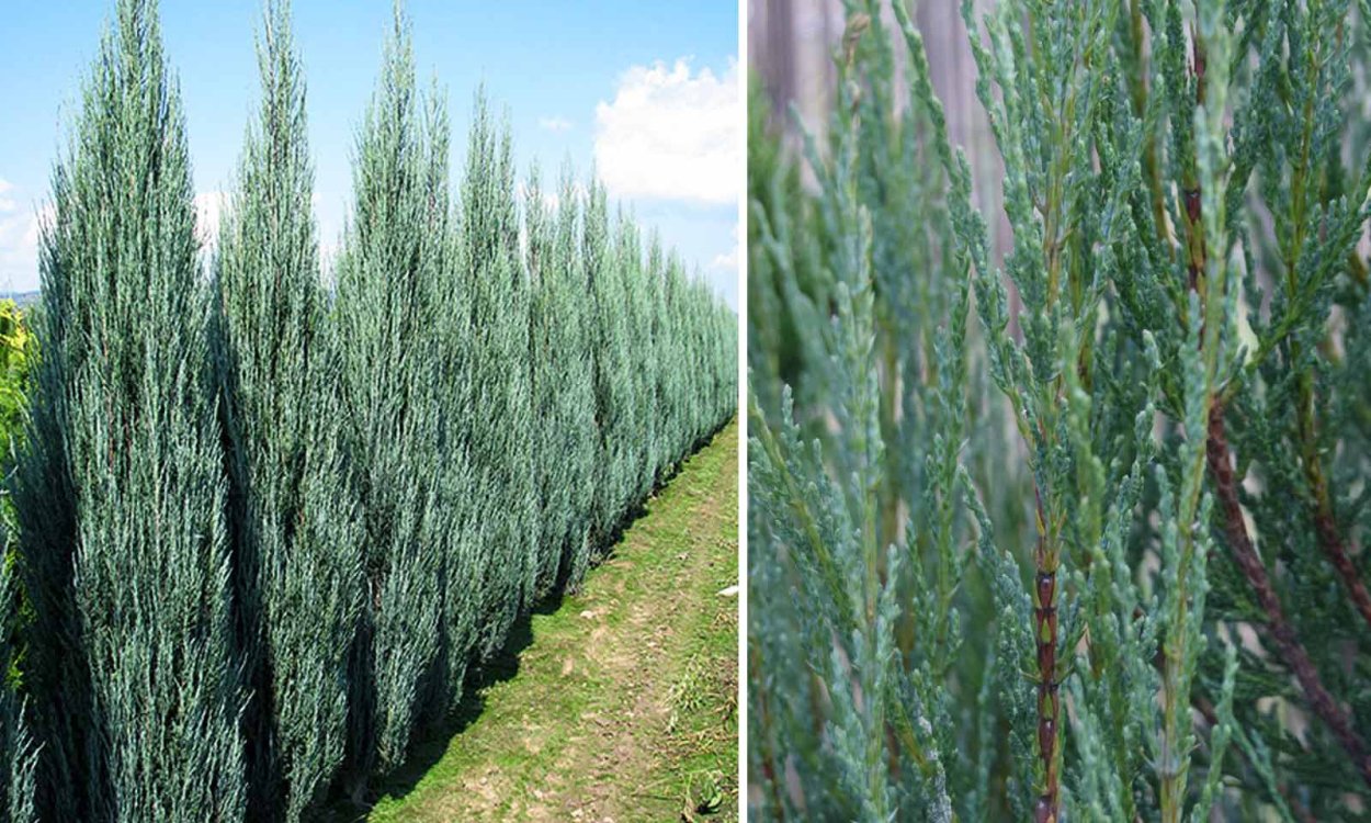 Можжевельник Блю Эрроу Живая изгородь