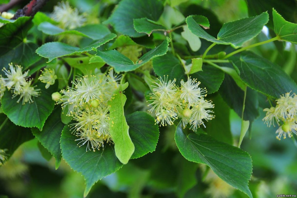 Липа мелколистная цветет