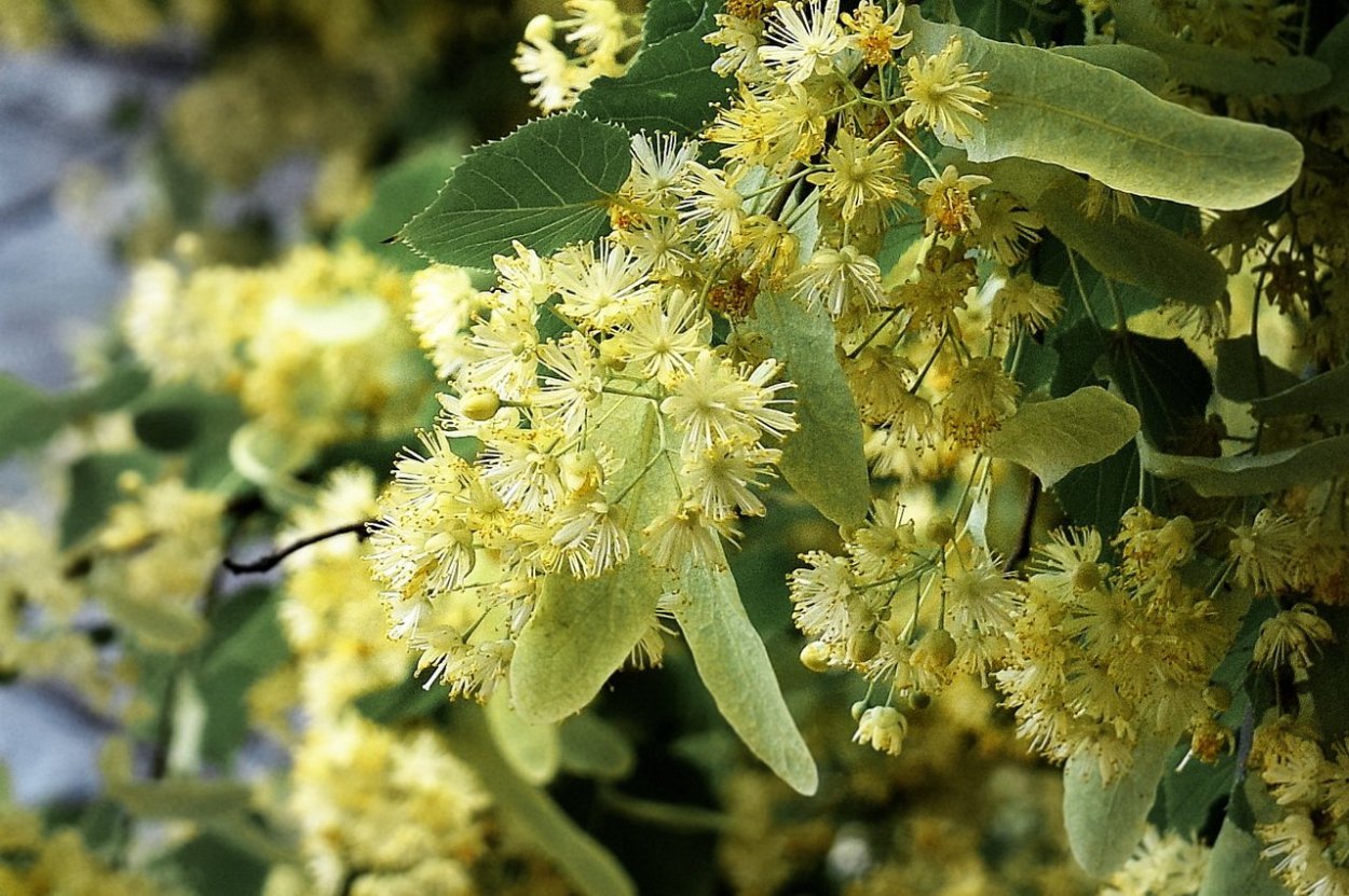 Липа мелколистная мед