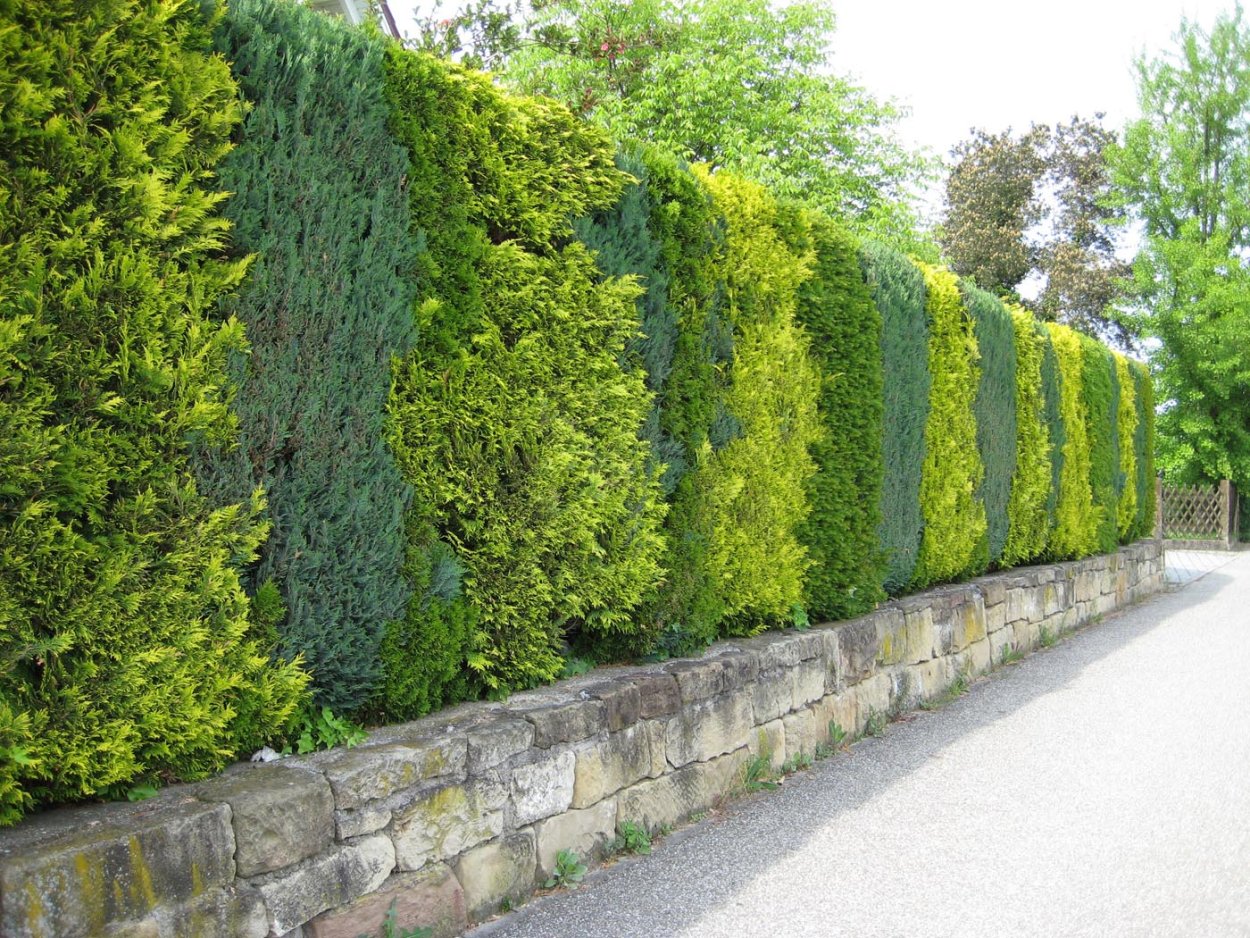 Лиственница европейская 'repens' арка