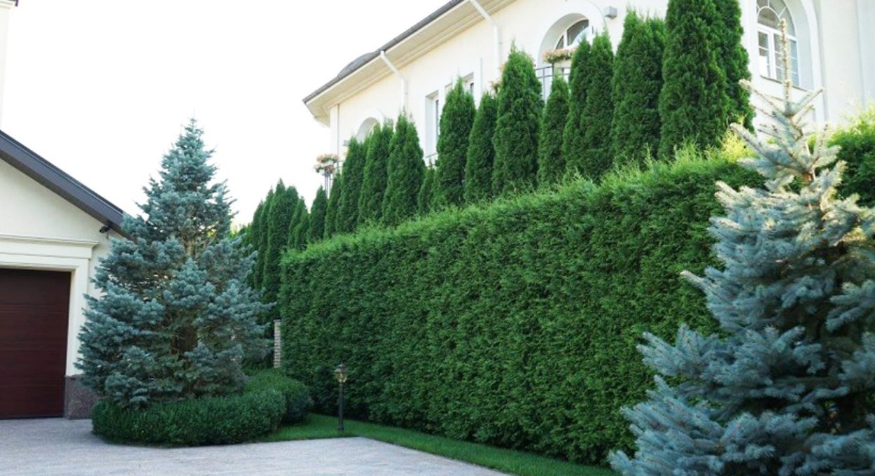 Можжевельник Скайрокет Живая изгородь