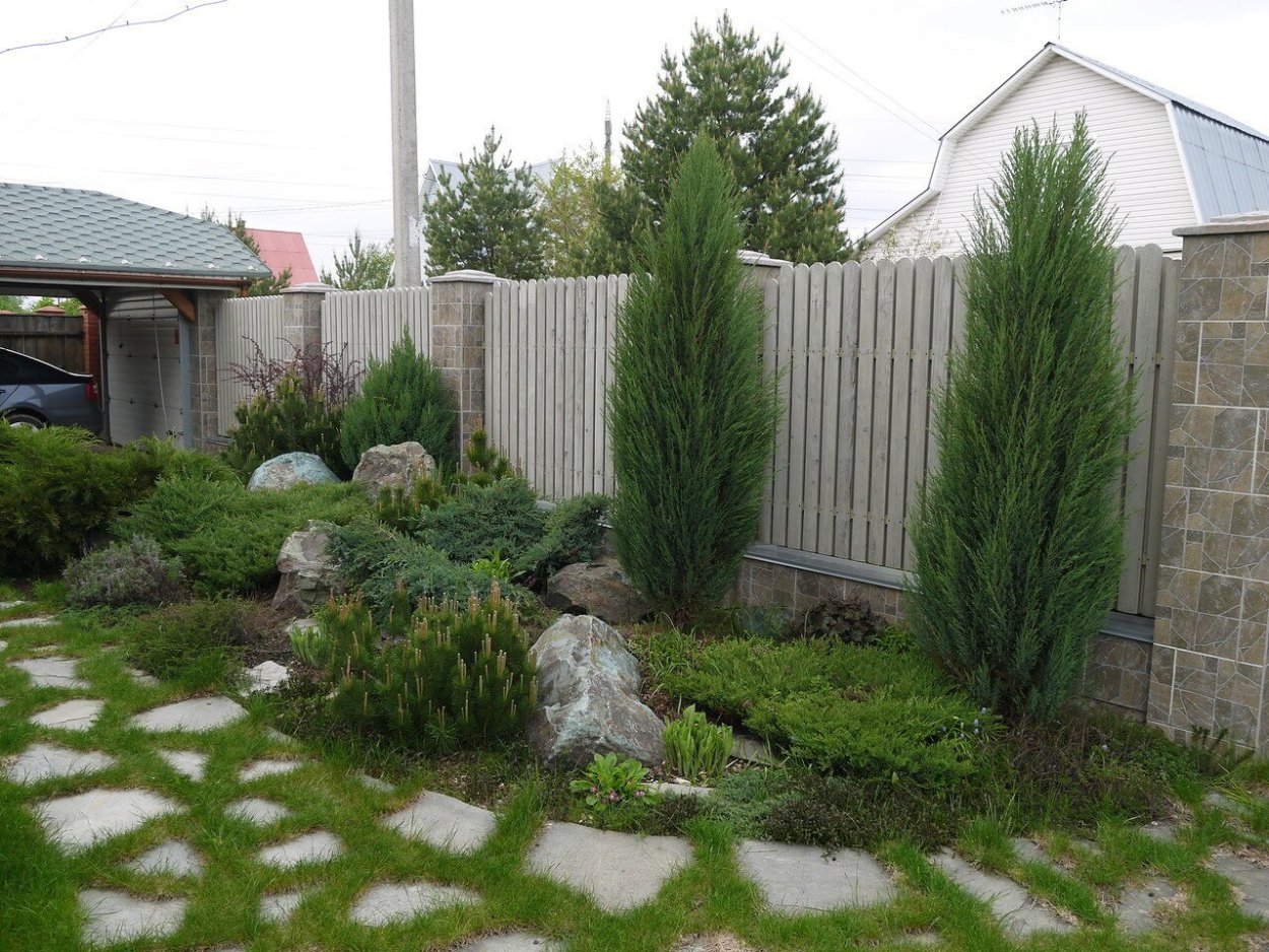 Туя Блю Эрроу