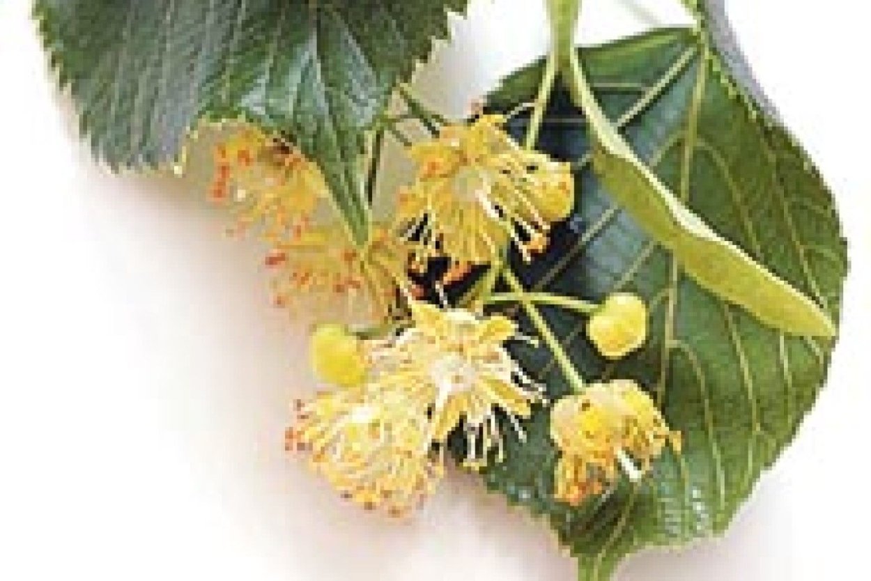 Липа Тай эффект