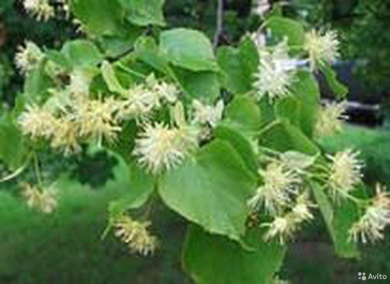 Липа сердцевидная сесквитерпены