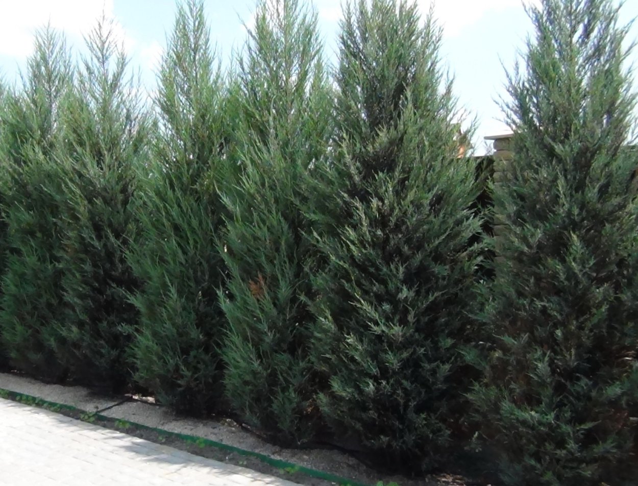 Можжевельник Скайрокет