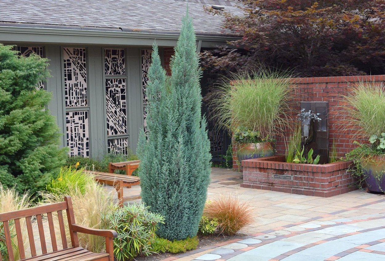 Минт джулеп Живая изгородь