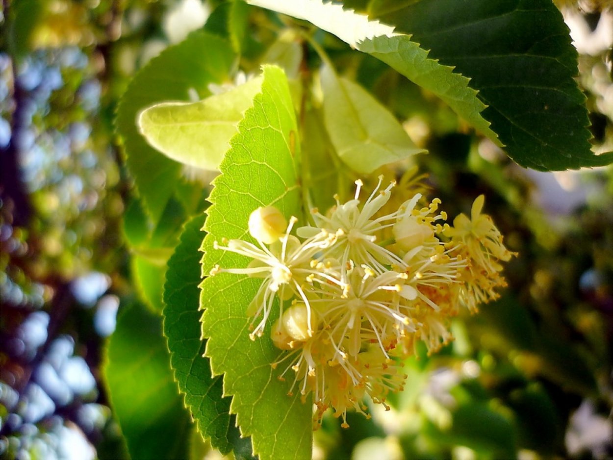 Цветущая липа Гринспайер