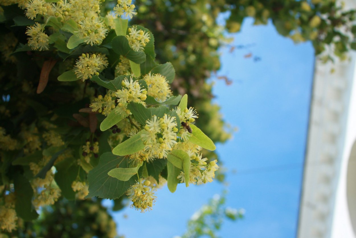 Липа разнолистная