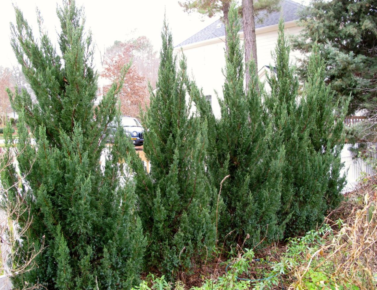 Кипарисовик Лавсона изгородь