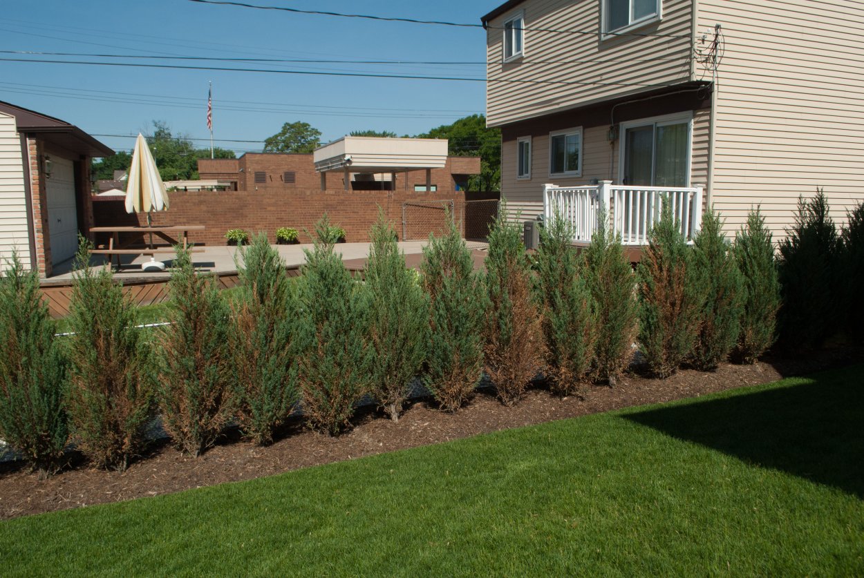 Хвойная клумба с туями Смарагд