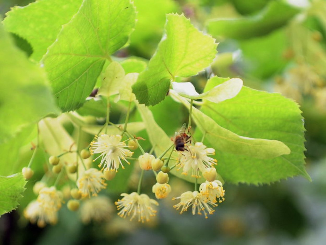 Липа мелколистная сердцевидная