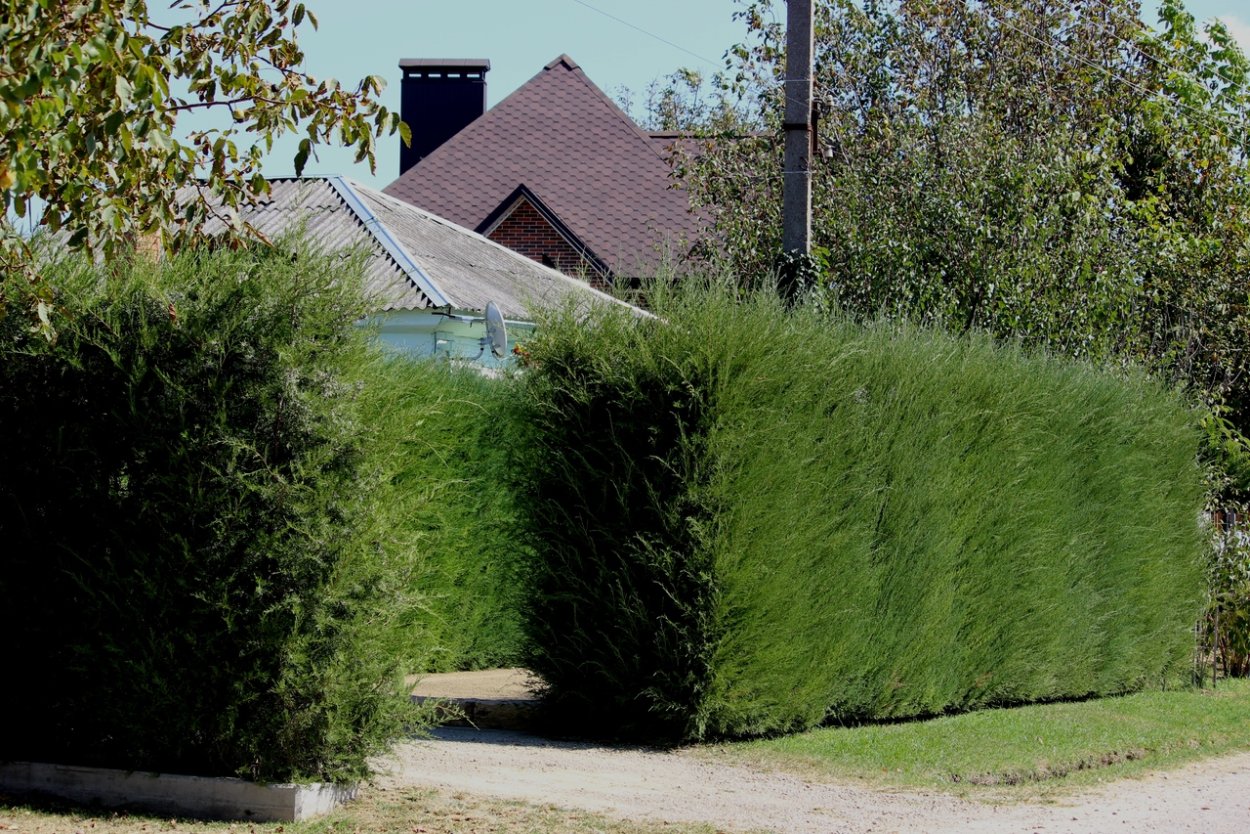 Можжевельник скальный Skyrocket