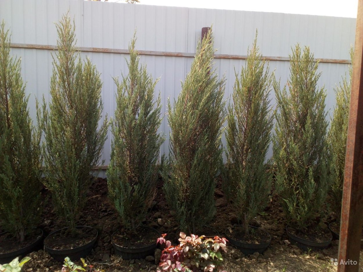 Кипарис Аризонский Живая изгородь