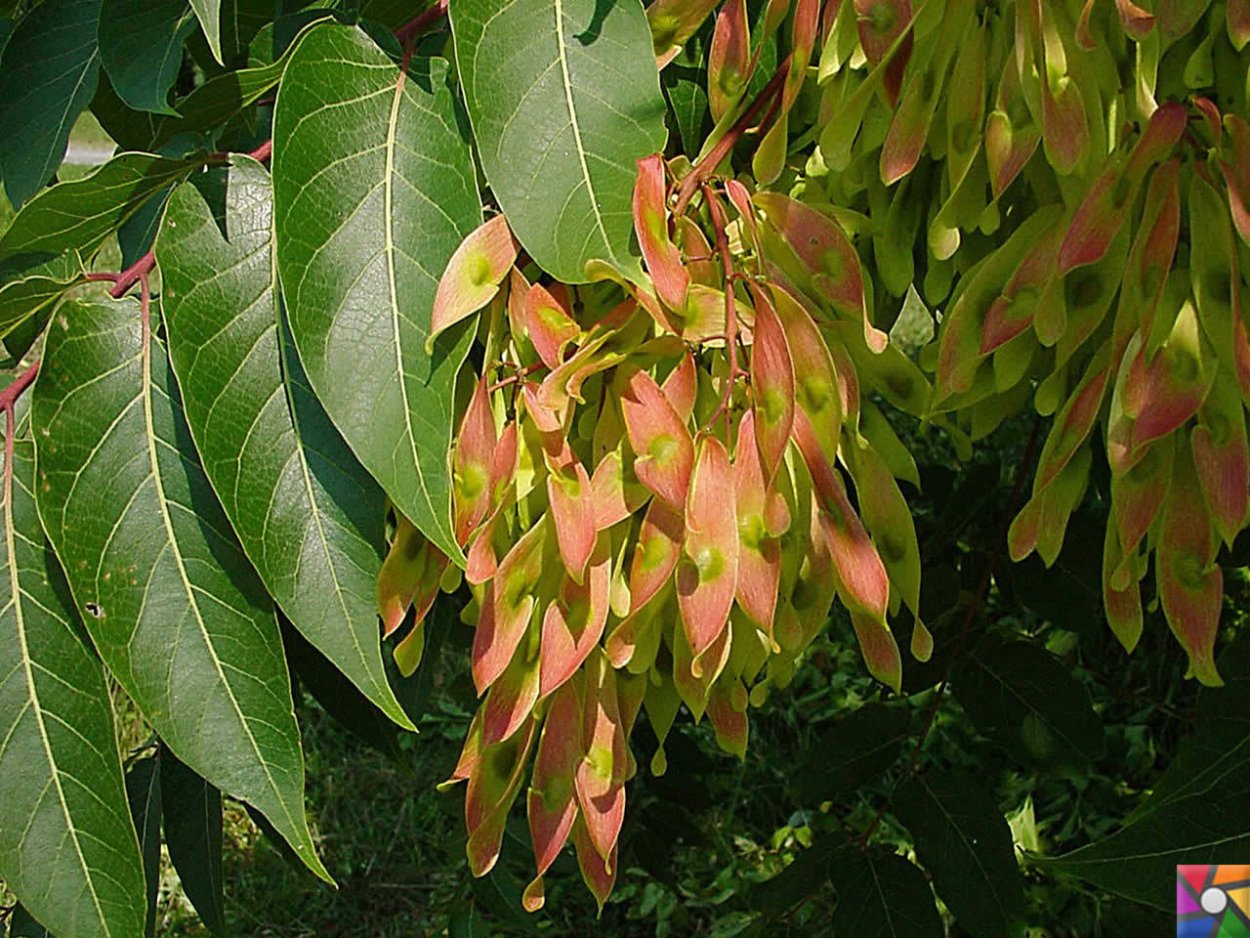 Деревья Айлант и сумаха