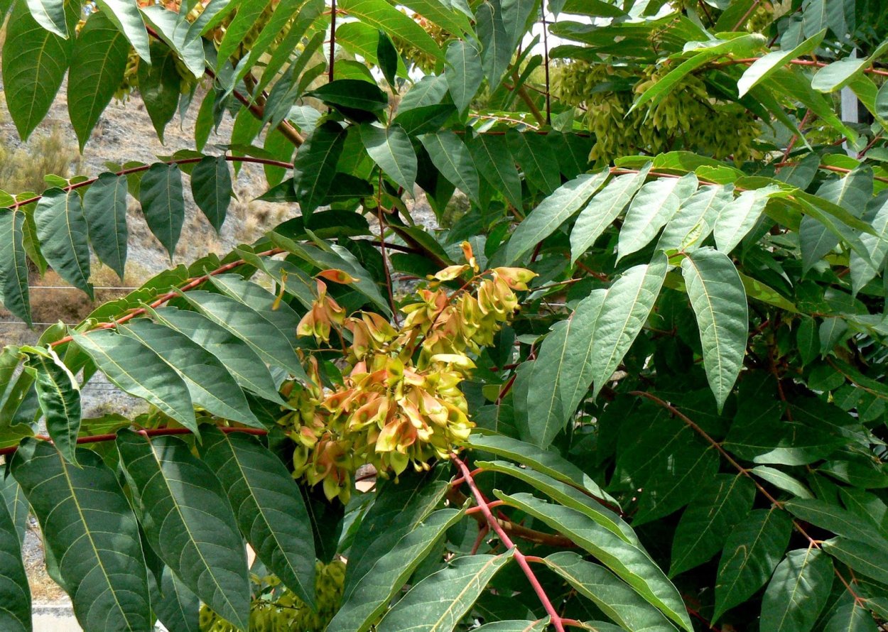 Айлант высочайший весной