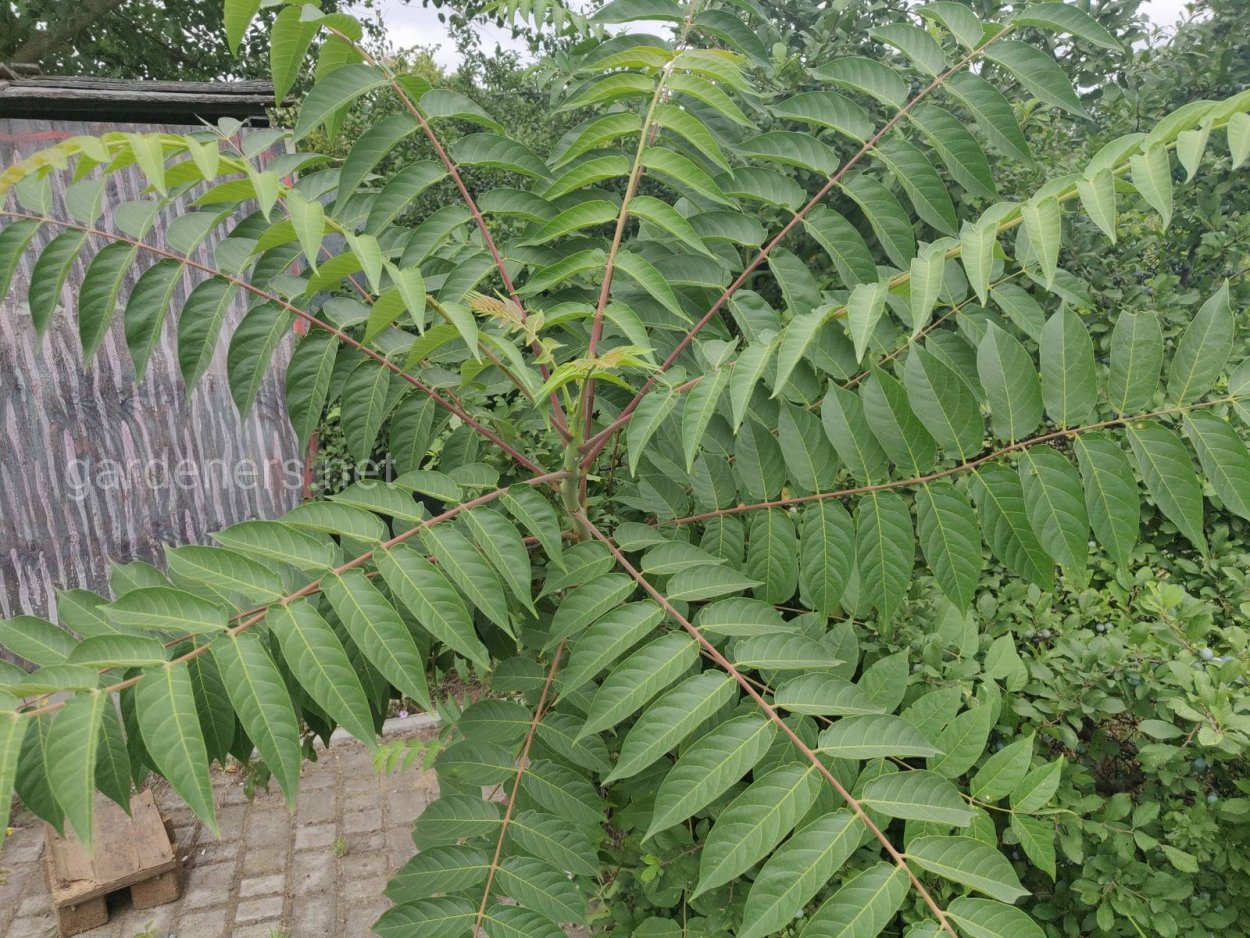 Айлант китайский ясень