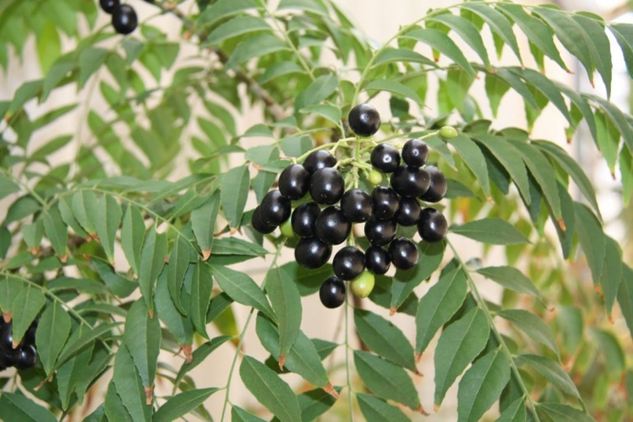 Айлант высочайший Ailanthus altissima Ботаническое