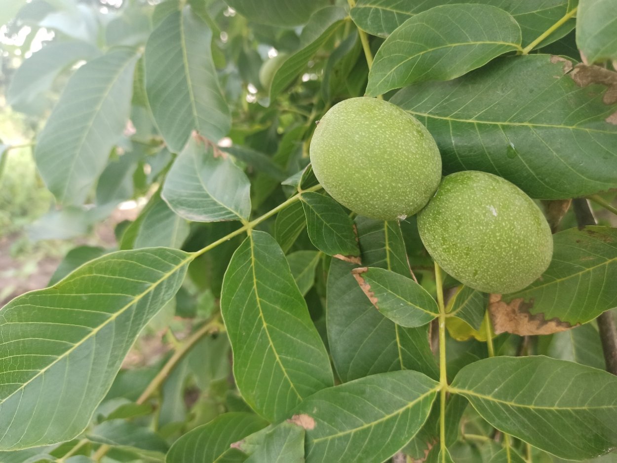 Сумах пушистый оленерогий уксусное дерево