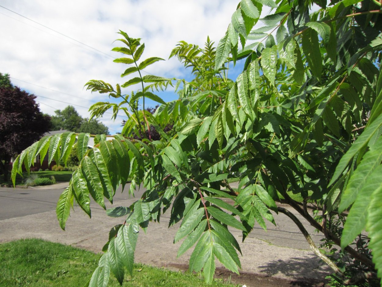 Айлант китайский ясень