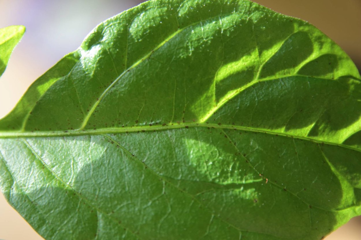 Кладоспориоз перца