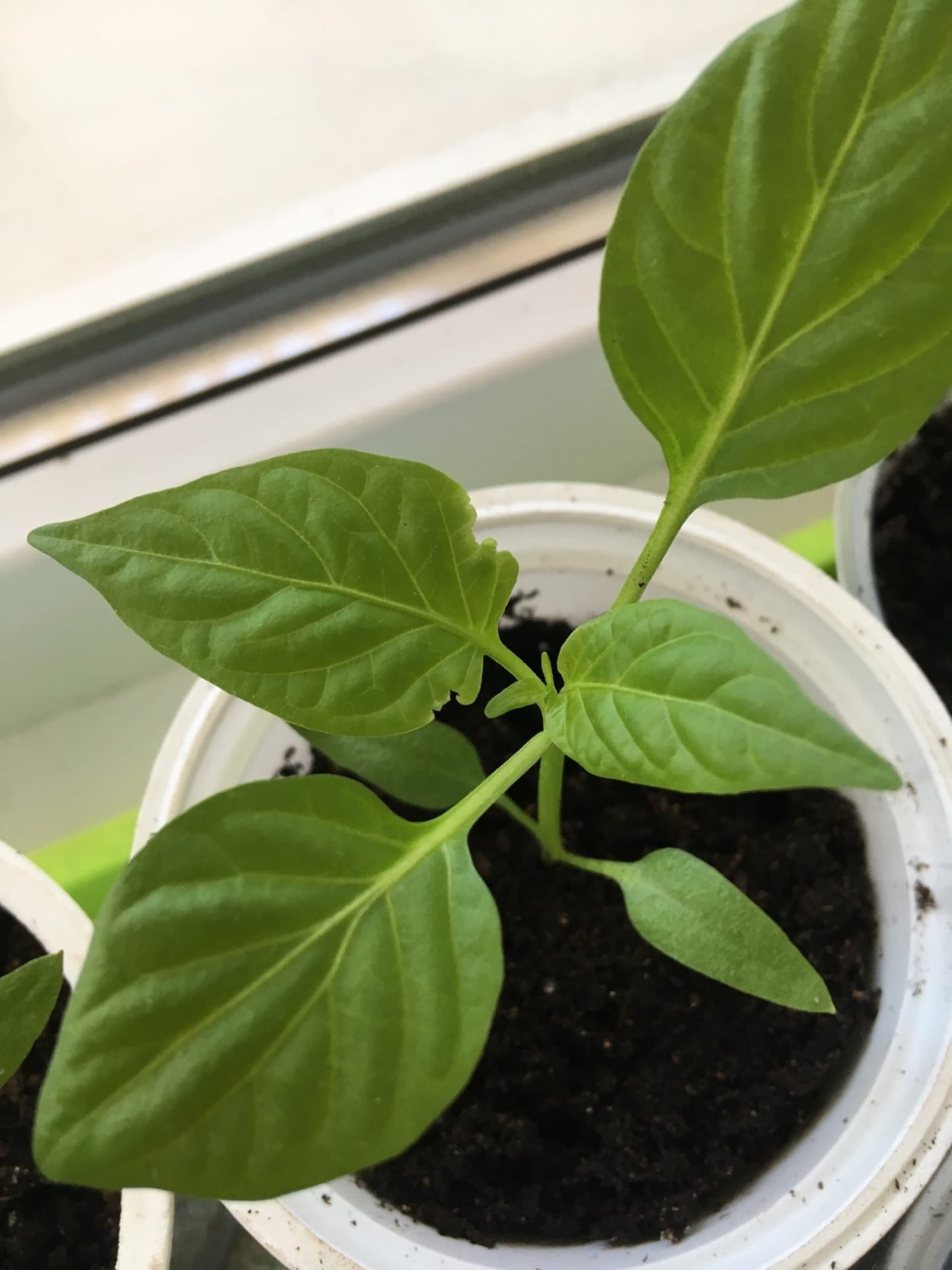 Лист у перца нестандартных размеров