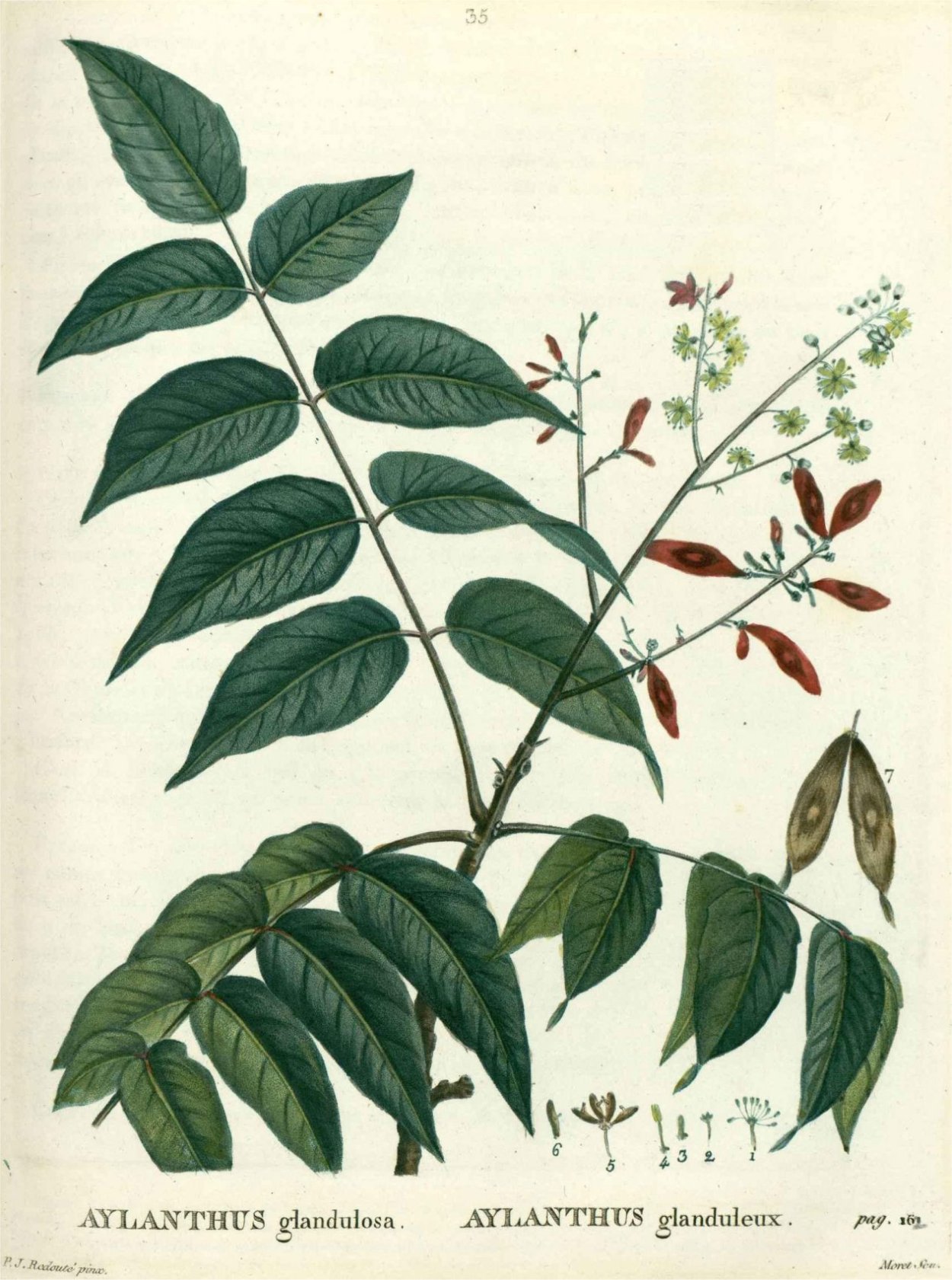 Муррайя черноплодная Кенига