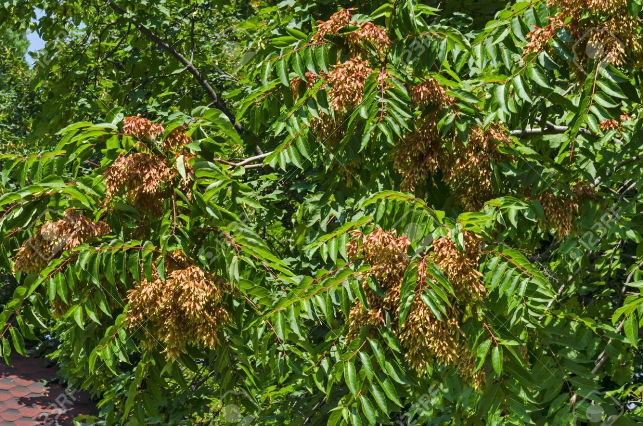 Аилантус Кент