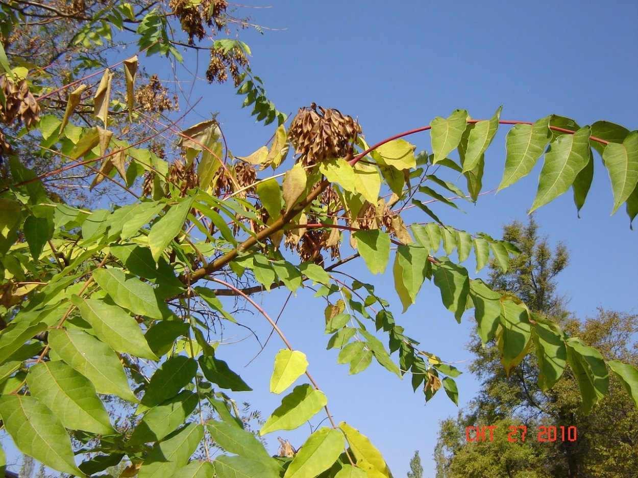 Деревья в Крыму с перистыми листьями