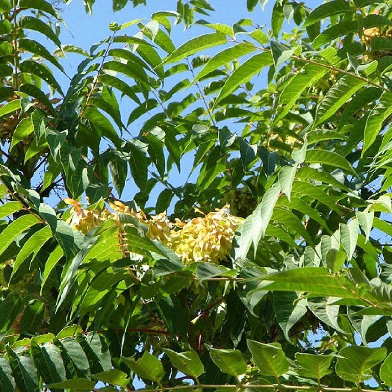 Ailanthus altissima Айлант высочайший побег