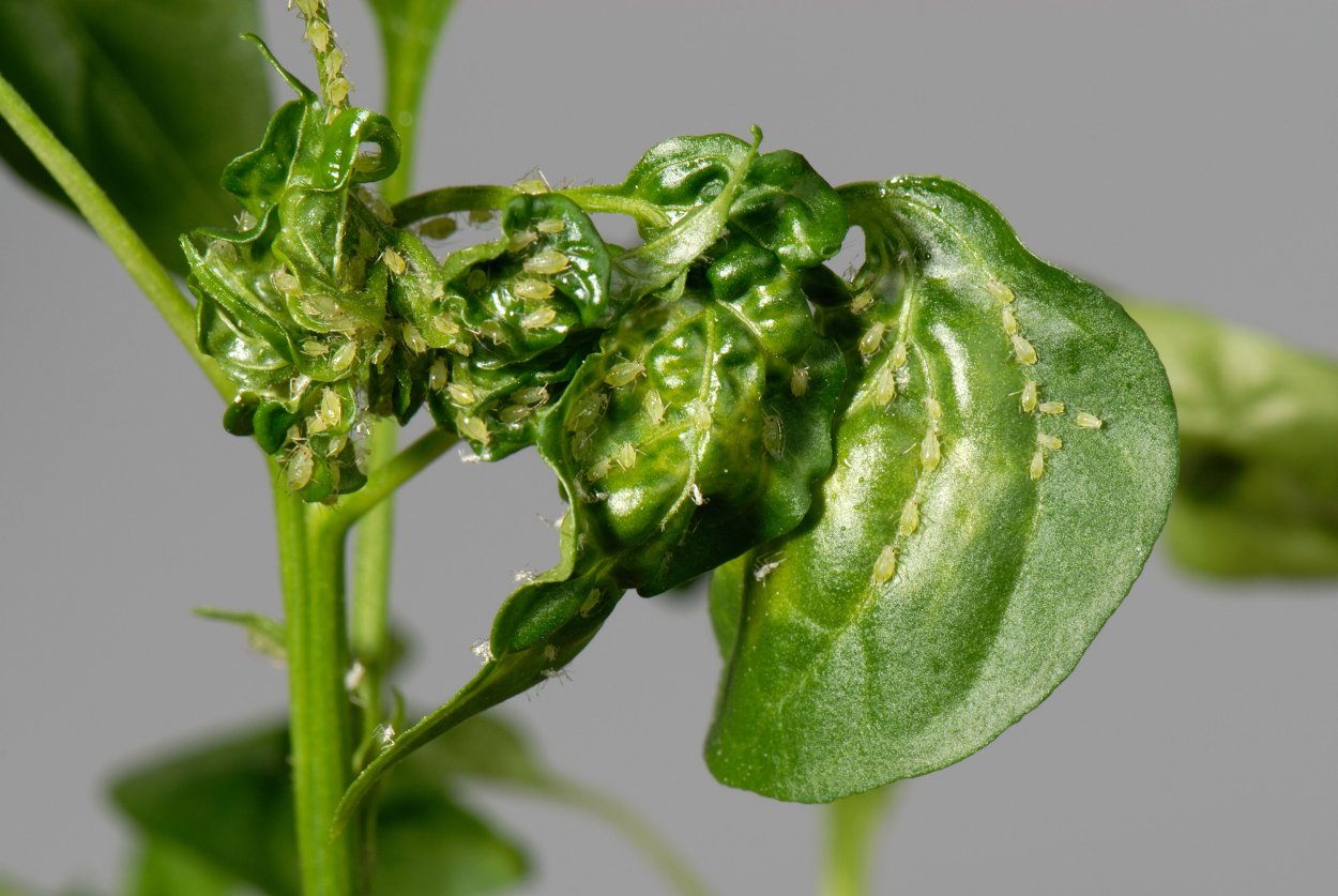 Тля на перце в теплице