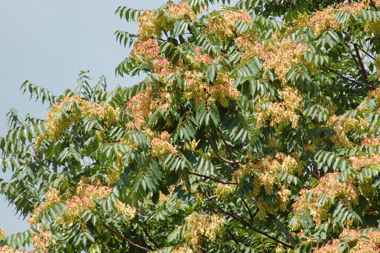 Сумах оленерогий и дубильный