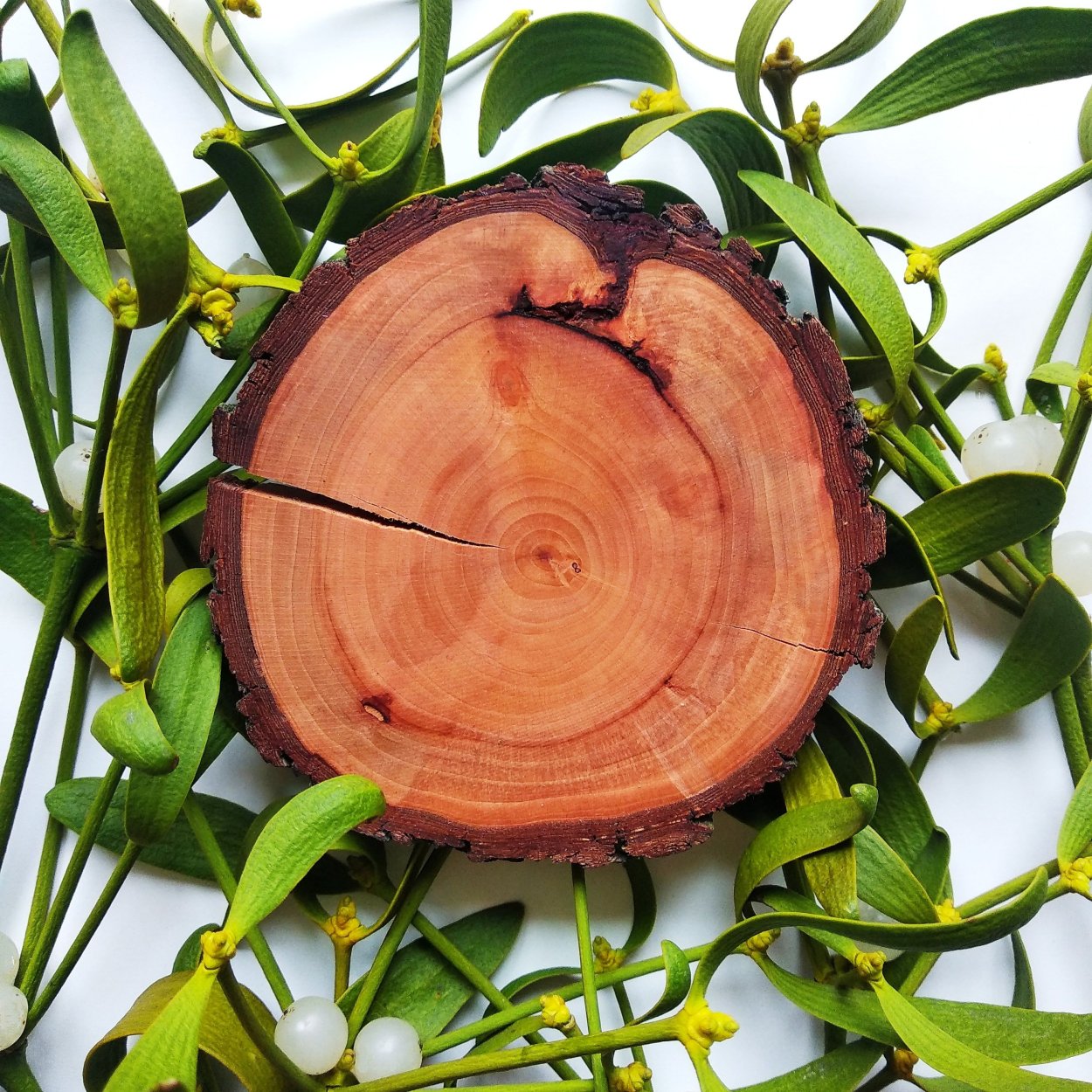 Ailanthus altissima Ботанический рисунок