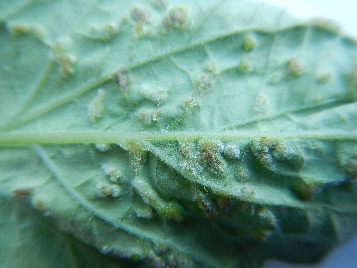 Паутинный клещ на рассаде перца