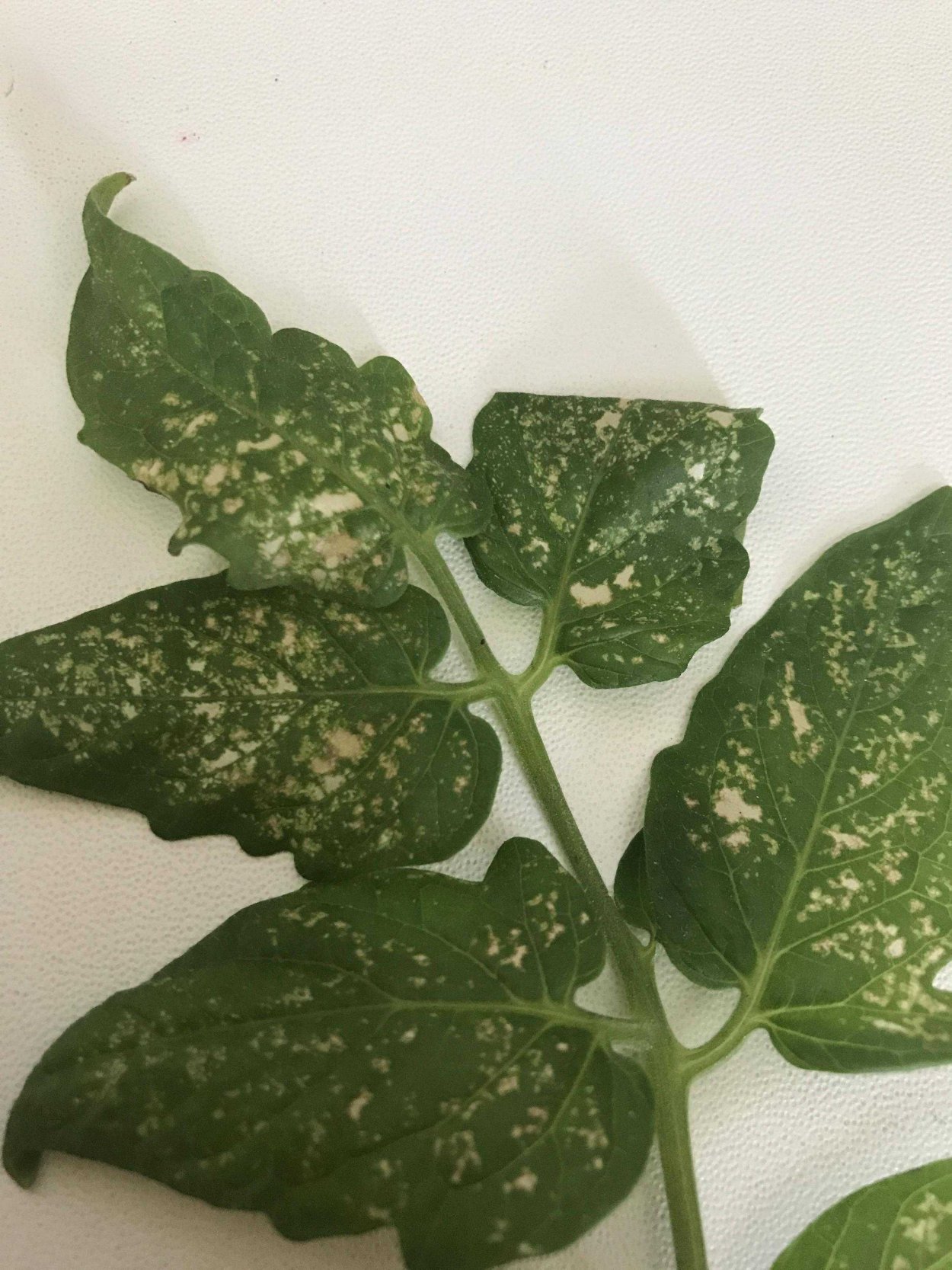 Оэдема листьев томатов