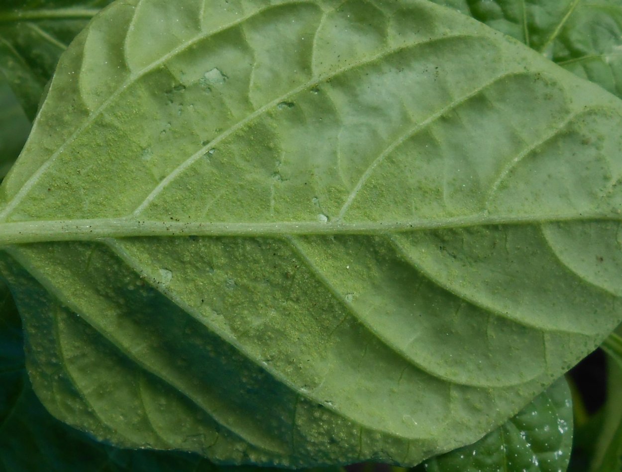 Рассада перца болезни листьев пупырышки